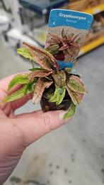 Cryptocoryne flamingo, Dieren en Toebehoren, Vissen | Aquaria en Toebehoren, Nieuw, Plant(en), Steen of Hout, Ophalen of Verzenden