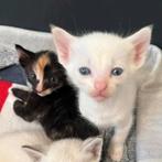 Kittens, Dieren en Toebehoren, Ophalen, Zo goed als nieuw