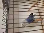 Agapornis roseicollie blauw opaline, Dieren en Toebehoren, Vrouwelijk, Dwergpapegaai of Agapornis, Geringd