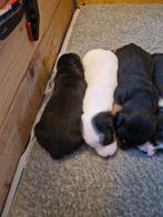 Raszuivere jack russel pups, Dieren en Toebehoren, Honden | Jack Russells en Terriërs, Rabiës (hondsdolheid), Jack Russell Terriër