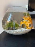 Ronde vissenkom incl. accessoires, Ophalen, Zo goed als nieuw, Gevuld zoetwateraquarium
