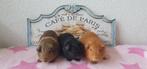 Prachtige jonge cavia zeugjes, Vrouwelijk, Cavia, Tam