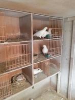 Keulse tuimelaars, Dieren en Toebehoren, Meerdere dieren, Tuimelaar of Roller