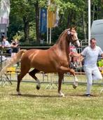 Diverse leuke paarden te koop, Minder dan 160 cm, Gechipt, Niet van toepassing, Dressuurpaard