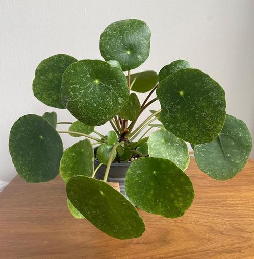 Pilea ‘Sugar’ stekjes (Beschikbaar: 10), Huis en Inrichting, Kamerplanten, Overige soorten, Minder dan 100 cm, Groene kamerplant