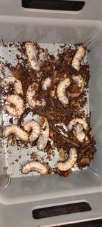 Dicronorhina derbyana keverlarven L3, Dieren en Toebehoren, Insecten en Spinnen