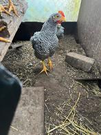 Amrock Haantjes, Dieren en Toebehoren, Pluimvee, Mannelijk, Kip