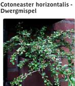 Cotoneaster, Ophalen of Verzenden, Overige soorten