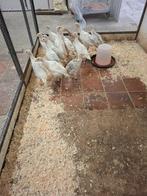 Jonge sierkalkoenen, Meerdere dieren, Kalkoen