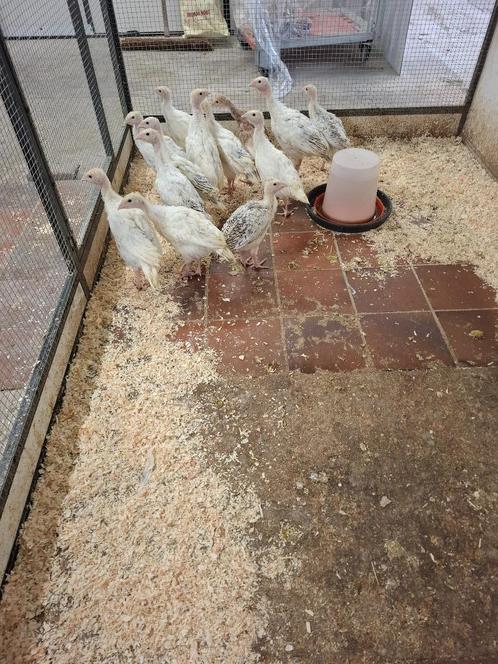 Jonge sierkalkoenen, Dieren en Toebehoren, Pluimvee, Kalkoen, Meerdere dieren