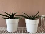 2 sanseveria's voor €2, Ophalen, Overige soorten, Halfschaduw, Minder dan 100 cm