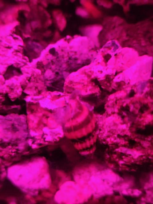 Helena slakken, Dieren en Toebehoren, Vissen | Aquaria en Toebehoren, Nieuw, Ophalen