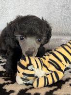 Dwergpoedel pup zilver met stamboom, Parvo, Fokker | Hobbymatig, 8 tot 15 weken, Buitenland