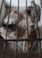 Nog enkele haantjes chinese dwergkwartel, Dieren en Toebehoren, Vogels | Overige Vogels, Meerdere dieren, Tropenvogel