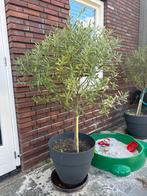 Olijfboom, Tuin en Terras, Planten | Bomen, Lente, 100 tot 250 cm, Olijfboom, Ophalen