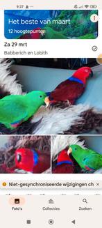 Te koop prachtig lief koppel edel papagaaien, Dieren en Toebehoren, Vogels | Parkieten en Papegaaien, Mannelijk, Parkiet