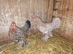 sabelpoot hennen, Dieren en Toebehoren, Pluimvee, Vrouwelijk, Kip