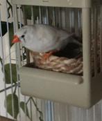 Witte zebravink pop, Dieren en Toebehoren, Vogels | Overige Vogels, Vrouwelijk, Tropenvogel