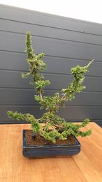 Aparte Bonsai Chamaecyparis Obtusa 'Chirimen', Tuin en Terras, Planten | Bomen, In pot, Minder dan 100 cm, Overige soorten, Volle zon