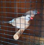 Twee spitsstaart mannen te koop., Dieren en Toebehoren, Vogels | Overige Vogels, Mannelijk