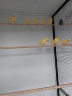 ZANGKANARIES / WATERSLAGERS, Meerdere dieren, Kleurkanarie