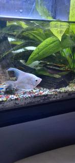 Fish for free, Vis, Zoetwatervis