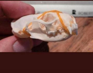 6 Prachtige Schedels Nerts (Mink Skull) - skelet / geraamte beschikbaar voor biedingen