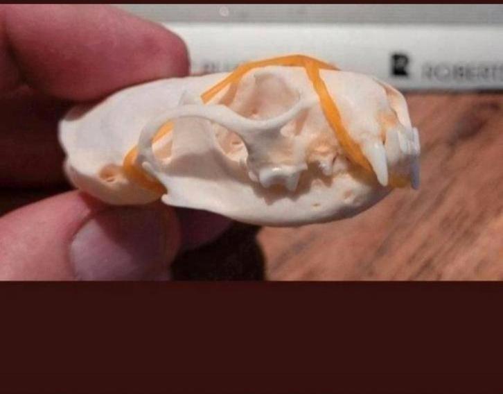 6 Prachtige Schedels Nerts (Mink Skull) - skelet / geraamte, Verzamelen, Dierenverzamelingen, Schedel, Wild dier, Verzenden