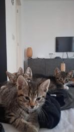 Hele lieve kittens, Dieren en Toebehoren, Katten en Kittens | Overige Katten, Geslacht onbekend, 0 tot 2 jaar
