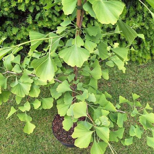 Japanse notenboom, Tuin en Terras, Planten | Tuinplanten, Volle zon, Ophalen