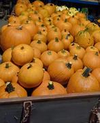 Halloween pompoenen, kalebassen en eetbare pompoenen, Ophalen, Nieuw