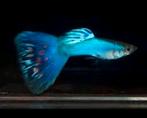 Blue Singa Raszuiver, Vis, Zoetwatervis, Schoolvis