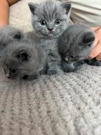 Britse Korthaar, Dieren en Toebehoren, Katten en Kittens | Raskatten | Korthaar, Meerdere dieren, Ontwormd, 0 tot 2 jaar
