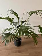 Large indoor palm in black pot, Ophalen, Overige soorten, Volle zon