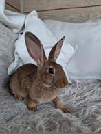 Jonge lotharinger rammetje, Dieren en Toebehoren, Konijnen, Mannelijk