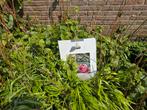 Pindakaasboom Clerodendrum bungei, Ophalen, Overige materialen, Minder dan 60 cm, Rond