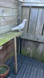 2 koppels iraanse hoogvliegers, Dieren en Toebehoren, Vogels | Duiven, Meerdere dieren, Overige soorten