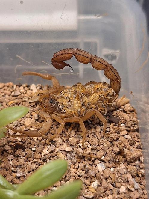 Schorpioen Hottentotta tamulus i2 scorplings, Dieren en Toebehoren, Insecten en Spinnen, Spin of Schorpioen