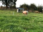 Texelaar dekram, Dieren en Toebehoren, Schapen, Geiten en Varkens, Mannelijk, Schaap