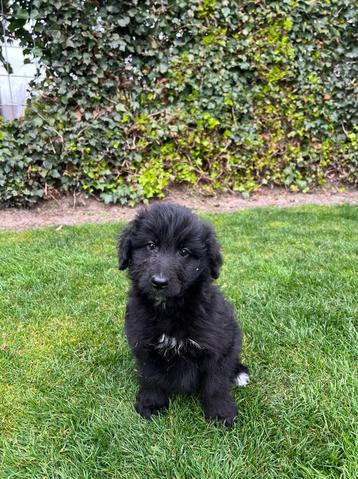 Aussie Doodle (Australian Shepherd x Labradoodle) reutje