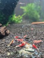 Aanbieding Caridina garnalen skittels mix bezorging aquarium, Dieren en Toebehoren, Vissen | Aquariumvissen, Kreeft, Krab of Garnaal