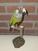 Prachtige opgezette zeldzame grijsborst parkiet, Ophalen of Verzenden, Nieuw, Vogel, Opgezet dier