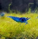 Blauwe garnaal, Kreeft, Krab of Garnaal