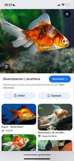 Goudvissen sluierstaart opzoek!, Dieren en Toebehoren, Vis