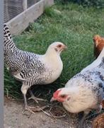 Friese zilverpel kippen, Dieren en Toebehoren, Pluimvee, Meerdere dieren, Kip