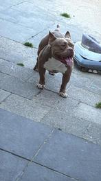 American pocket bully dekreu, Dieren en Toebehoren, Rabiës (hondsdolheid), Reu, Eén hond, 3 tot 5 jaar