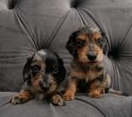 Lieve langharige dwerg teckel pups!, Dieren en Toebehoren, Honden | Teckels en Dashonden, CDV (hondenziekte), 8 tot 15 weken, Dwerg