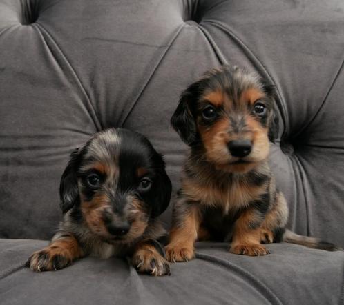 Lieve langharige dwerg teckel pups!, Dieren en Toebehoren, Honden | Teckels en Dashonden, Meerdere dieren, Langhaar, Dwerg, Particulier