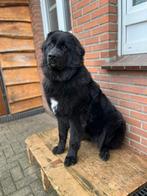 Newfoundlanderteefje, Parvo, 15 weken tot 1 jaar, Overige rassen, Teef