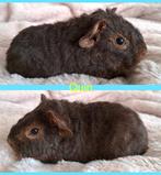 Mooie jonge US Teddy cavia beertjes, Dieren en Toebehoren, December, Mannelijk, Cavia